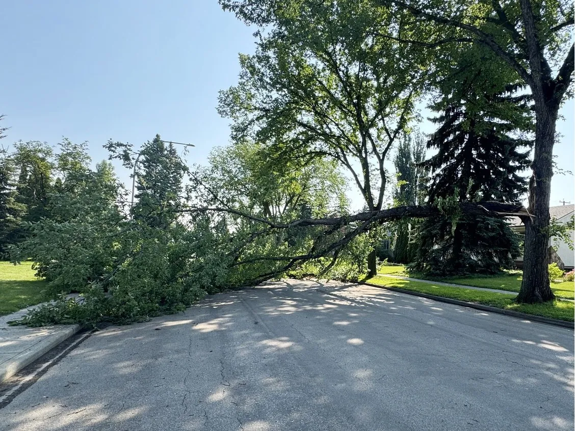 A fallen tree lies across the road after a thunderstorm passed through Edmonton on Saturday night resulting in flooding and fallen trees. Taken on Sunday, July 26, 2026 in Edmonton.